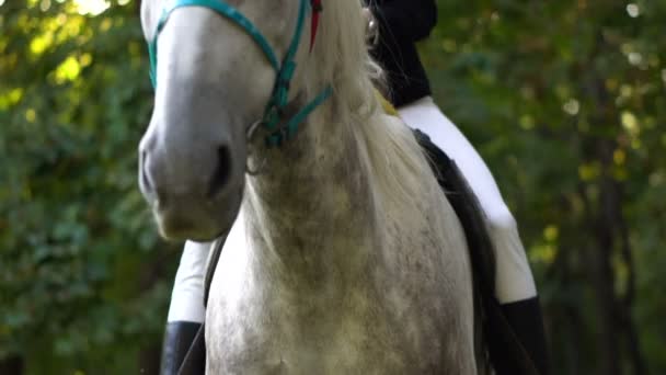 Jonge brunette jokey meisje paardrijden en strelen paard in het park — Stockvideo