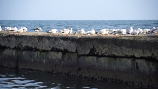 Flock måsar sitter på betong piren vid havet — Stockvideo