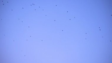 Büyük Kuşlar sürüsü. Gökyüzüne karşı Kuşlar sürüsü. Yavaş yavaş kuşlar sayısını arttırmak.