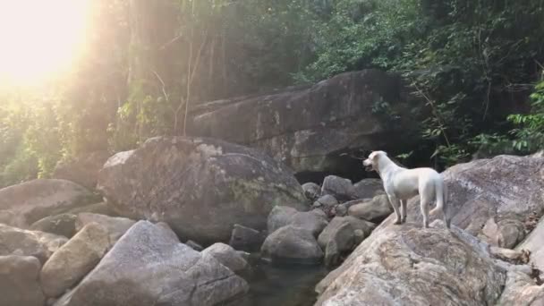 Roztomilý malý bílý psík na říční kameny v tropické džungli, Severní Thajsko. — Stock video