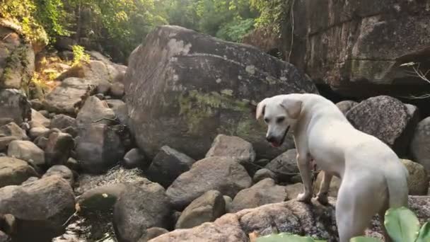 Χαριτωμένο μικρό λευκό σκυλί πάνω σε ποταμίσιες πέτρες στην τροπική ζούγκλα, Βόρεια Ταϊλάνδη. — Αρχείο Βίντεο