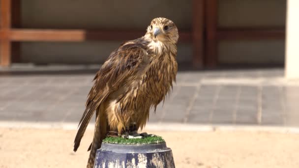 Portrait of Peregrine Falcon on the Perch at Falcon Souq Market, Doha, Qatar. — Stock Video