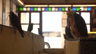Peregrine Falcons portresi Hoodwink Falcon Souq Market, Doha, Katar levrek oturan.
