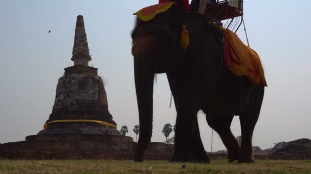 Elefante montando en Ayutthaya. El turista cabalgó en elefante de regreso para ver el parque histórico Pra Nakorn Sri Ayutthaya en febrero — Vídeos de Stock