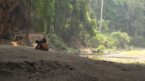 Oudere vrouw is Bat Guano verzamelen op de bodem van grote grot met rivier die voortvloeien uit de darmen. LOD grot Thailand, Pai regio. — Stockvideo