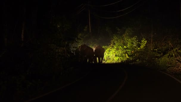 Familie van vijf wilde olifanten in auto verlichting zijn de weg geblokkeerd op de nacht in Khao Sok nationaal Park, Thailand. — Stockvideo