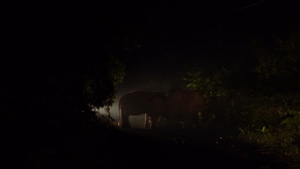 Familia de cinco elefantes salvajes en luces de coche están bloqueados el camino en la noche en el Parque Nacional Khao Sok, Tailandia . — Vídeo de stock