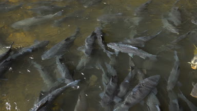 Bir çok büyük balıklar Tayland Fishcave içinde olan Able Catch besleme-stuff.