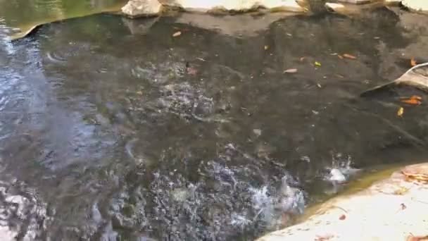 Hal etetés a folyón. A sok nagy halak is képes elkapni haltáp. — Stock videók