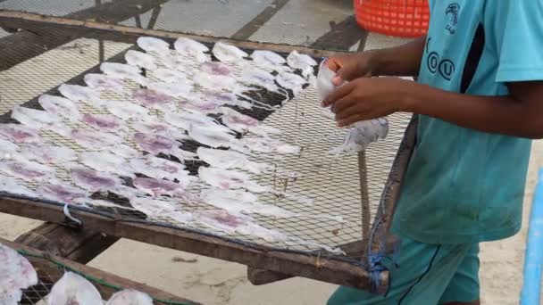 El niño está trabajando. Manos del niño tailandés esparciendo calamares en la red para el secado. Producción de mariscos secos en Samui, Tailandia . — Vídeo de stock