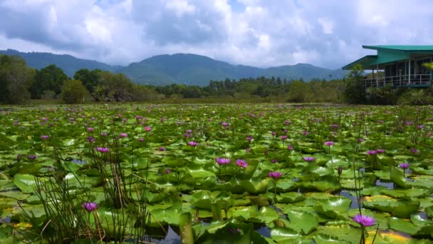 Malowniczy krajobraz z lotosu lilia wodna staw i góry na tle. Wyspie Samui, Tajlandia. — Wideo stockowe