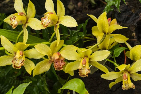 Tropik Yağmur Ormanlarında Dalda Renkli Vahşi Sarı Orkideler — Stok fotoğraf