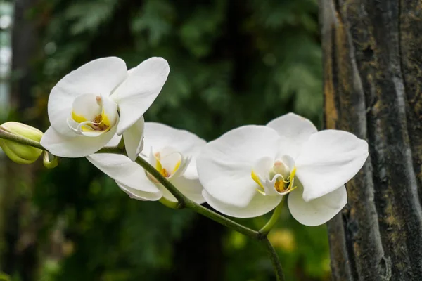 Tropik Yağmur Ormanlarında Dalda Renkli Yabani Orkideler — Stok fotoğraf