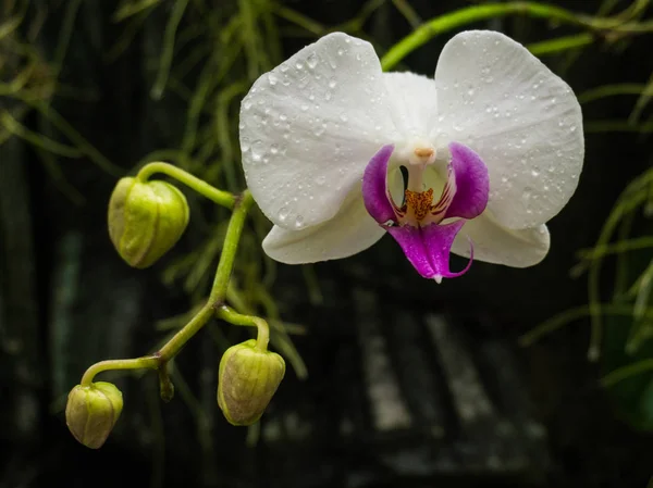Tropik Yağmur Ormanlarında Dalda Renkli Yabani Orkideler — Stok fotoğraf