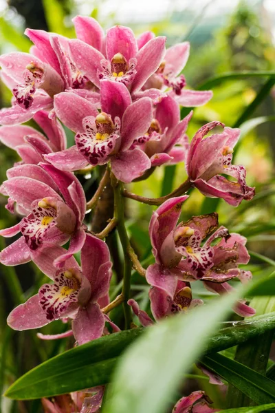 Färgglada vilda rosa blommor på grenen i den tropiska regnskogen — Stockfoto