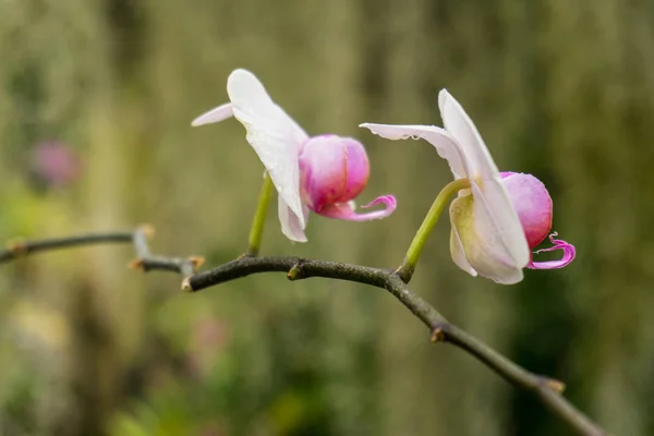 Färgglada vilda orkidéer på filialen i den tropiska regnskogen — Stockfoto