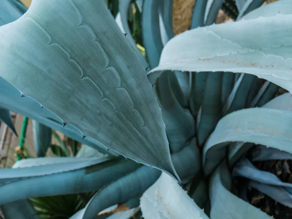 Close up of cactus with Fat leaves and short thorns — Stock Photo, Image