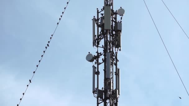 Grande bando de pássaros estorninhos migratórios sentados no rádio ou na torre de metal satélite GSM com antenas — Vídeo de Stock