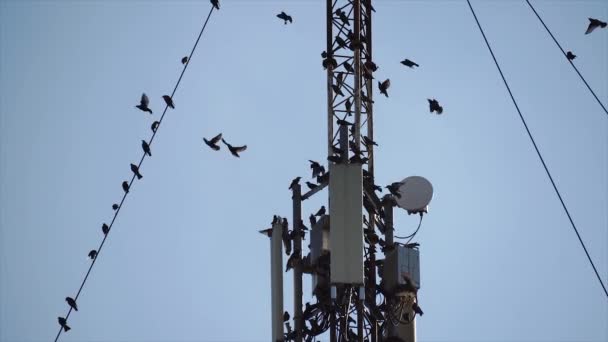 Gran bandada de aves migratorias de estornino sentadas en la radio o en la torre de metal satelital GSM con antenas — Vídeo de stock