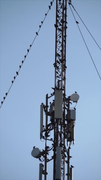 Vertical. Big flock of migratory starling birds sitting on radio or GSM satellite metal tower with antennas — Stock Video
