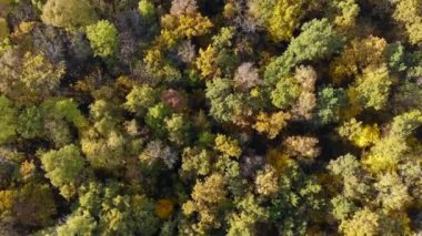 Havadan Tepe Altı: Güneşli bir günde yaprakları dönen çarpıcı renkli bir ağaç tepesinin üzerinde uçmak. Güneşli bir sonbahar gününde sarı, turuncu ve kırmızı ormanlarda güzel sonbahar ağaçları. Doğa deseni