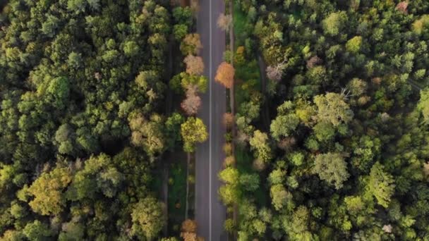 Antenne, von oben nach unten: eine Asphaltstraße, die an einem sonnigen Sommertag durch den riesigen Wald führt. Boulogne-Wald. — Stockvideo