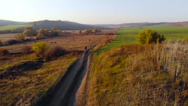 Kırsal bölgedeki tarlaları geçtikten sonra bisikletli çocukların üzerinde uçan hava aracı. Altın saat. — Stok video