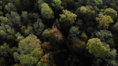 Paris 'in Havadan Açılışı Eyfel Kulesi ile birlikte sabah Boulogne Ormanı' ndaki ağaçların taçlarından yükseliyor.
