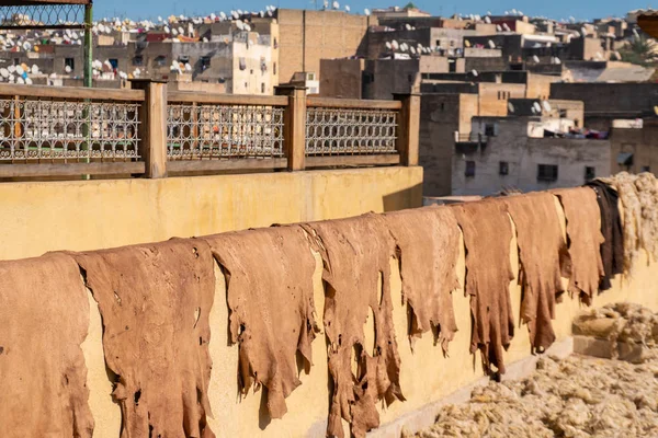 Δέρματα αιγών που χρησιμοποιούνται για την παραδοσιακή παραγωγή δέρματος ξήρανση σε ένα μπαρ και κρέμονται από τον τοίχο στο βυρσοδεψείο Chouara, Φεζ, Μαρόκο — Φωτογραφία Αρχείου