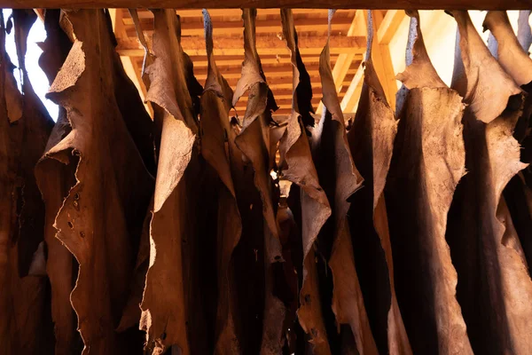 Geitenhuiden gebruikt voor de traditionele lederproductie drogen op een bar in de leerlooierij van Chouara, Fez, Marokko — Stockfoto