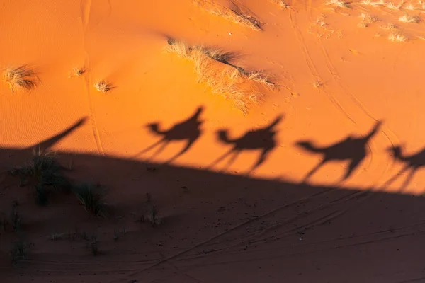 Schaduwen van Camel caravan op zandduinen in Sahara woestijn, Marokko — Stockfoto
