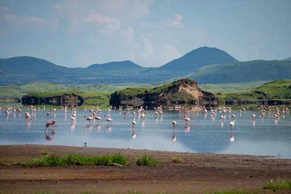 Natron Gölü 'ndeki Pembe Küçük Flamingolar. Rift Vadisi, Tanzanya' daki arka planda volkan var.
