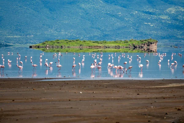 Fenicotteri Minori Rosa al Lago Natron con vulcano sullo sfondo nella Rift Valley, Tanzania — Foto Stock