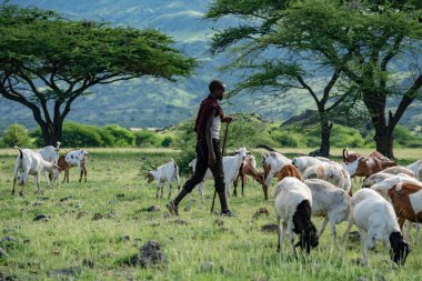 TANZANIA, NATRON Gölü - 2020: Masai çoban sürüsü ve arka planda Ol Doinyo Lengai. Maasailand, Engare Sero, Natron göl kıyısı, Rift Vadisi