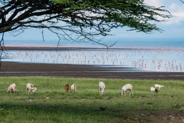 Gregge di pecore sulla costa del lago Natron, nel nord della Tanzania. Maasailand, Engare Sero, costa del lago Natron, Rift Valley — Foto Stock