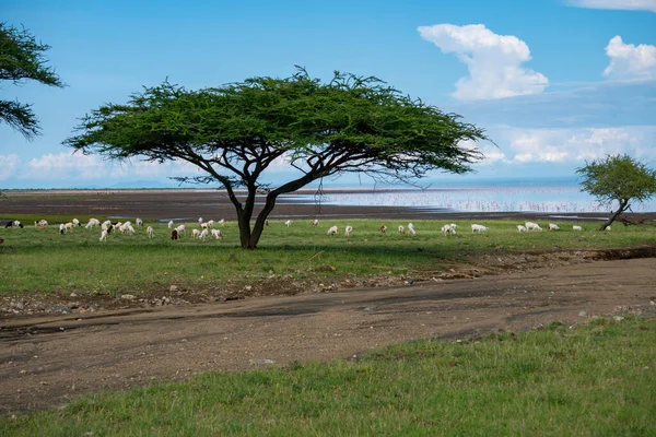 Gregge di pecore sulla costa del lago Natron, nel nord della Tanzania. Maasailand, Engare Sero, costa del lago Natron, Rift Valley — Foto Stock
