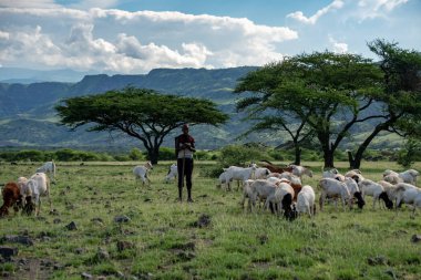 TANZANIA, NATRON LAKE - JAN 2020: Maasai boy shepherd with flock of sheeps and Ol Doinyo Lengai on background. Maasailand, Engare Sero, Natron lake coast, Rift Valley clipart