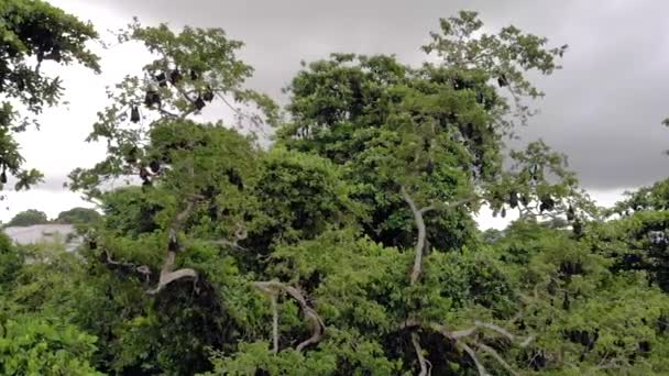 Zdjęcie lotnicze kolonii nietoperzy latających lisów na drzewach na wyspie Pemba, archipelag Zanzibar. Wilgotne miasto. — Wideo stockowe