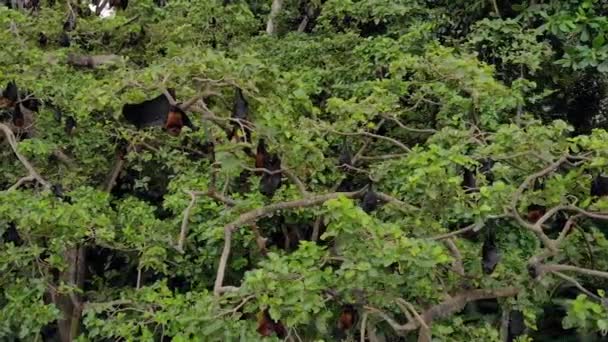Photo aérienne de la colonie de renards volants sur les arbres de l'île de Pemba, dans l'archipel de Zanzibar. Wete city.