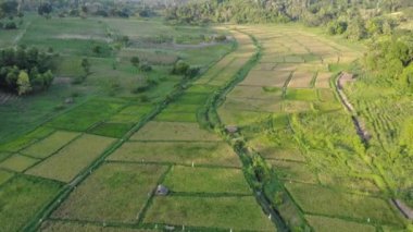 Zanzibar takımadalarındaki Pemba adasındaki tarımsal tarlaların hava görüntüleri. Tepelerdeki yemyeşil orman ormanı ve tropik adalardaki kanatlar