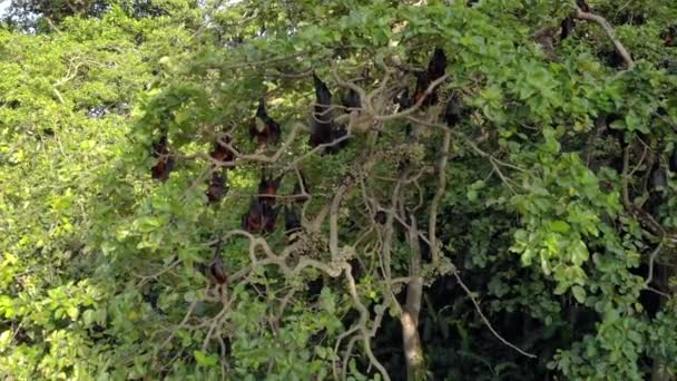 잔지바르 제도의 펨바 섬에 있는 나무 위에서 날고 있는 여우 박쥐 서식지를 공중에서 촬영한 것이다. 웨 테시. — 비디오