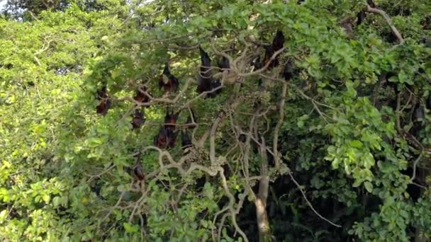 Zanzibar Takımadası 'ndaki Pemba adasındaki ağaçlarda uçan tilki yarasa kolonisinin hava görüntüsü. Wete şehri. — Stok video