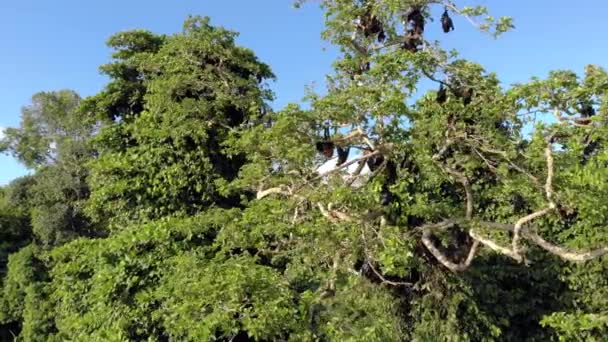 Zdjęcie lotnicze kolonii nietoperzy latających lisów na drzewach na wyspie Pemba, archipelag Zanzibar. Wilgotne miasto. — Wideo stockowe