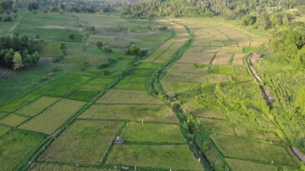 Aerial shot of argiculture fields at Pemba island, Zanzibar archipelago. Lush jungle forest on the Hills and flaps on fields on tropical island — Stock Video