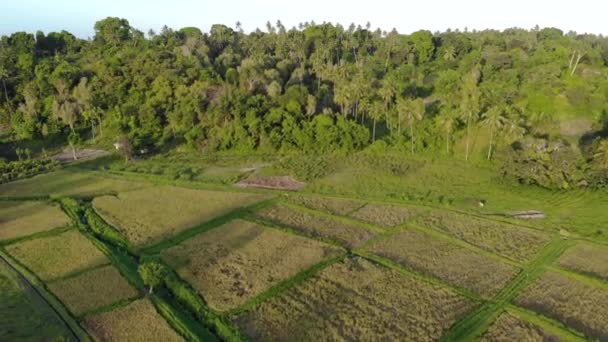 Aerial shot of argiculture fields at Pemba island, Zanzibar archipelago. Lush jungle forest on the Hills and flaps on fields on tropical island — Stock Video
