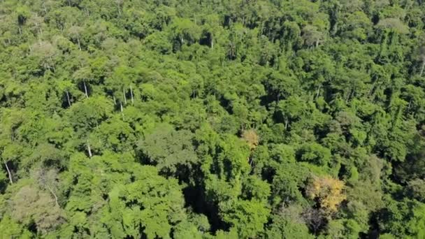 Ngezi Forest jungle reserve on the northern tip of Pemba Island, Zanzibar — Stock Video