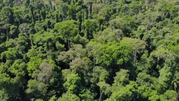 Ngezi erdei dzsungel rezervátum a Pemba sziget északi csúcsán, Zanzibár — Stock videók