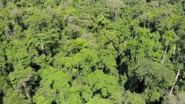 Rezerwat dżungli Ngezi Forest na północnym krańcu wyspy Pemba, Zanzibar — Wideo stockowe