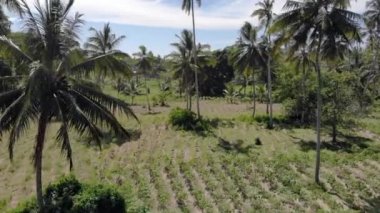 Afrika 'ya yakın tarım çiftliği Ngezi Ormanı Pemba Adası' nda, Tanzanya 'da Zanzibar Takımadaları' nın havadan çekilmiş hali.