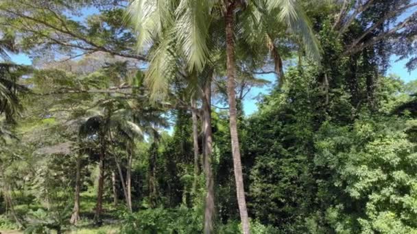 Ngezi Forest djungel reservat på norra spetsen av Pemba Island, Zanzibar — Stockvideo